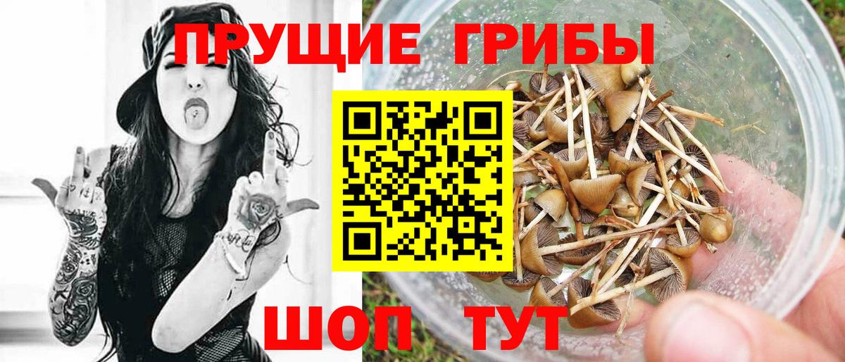 Псилоцибиновые грибы Cubensis  Вход с VPN  Шахты  Псилоцибиновые грибы GOLDEN TEACHER 
